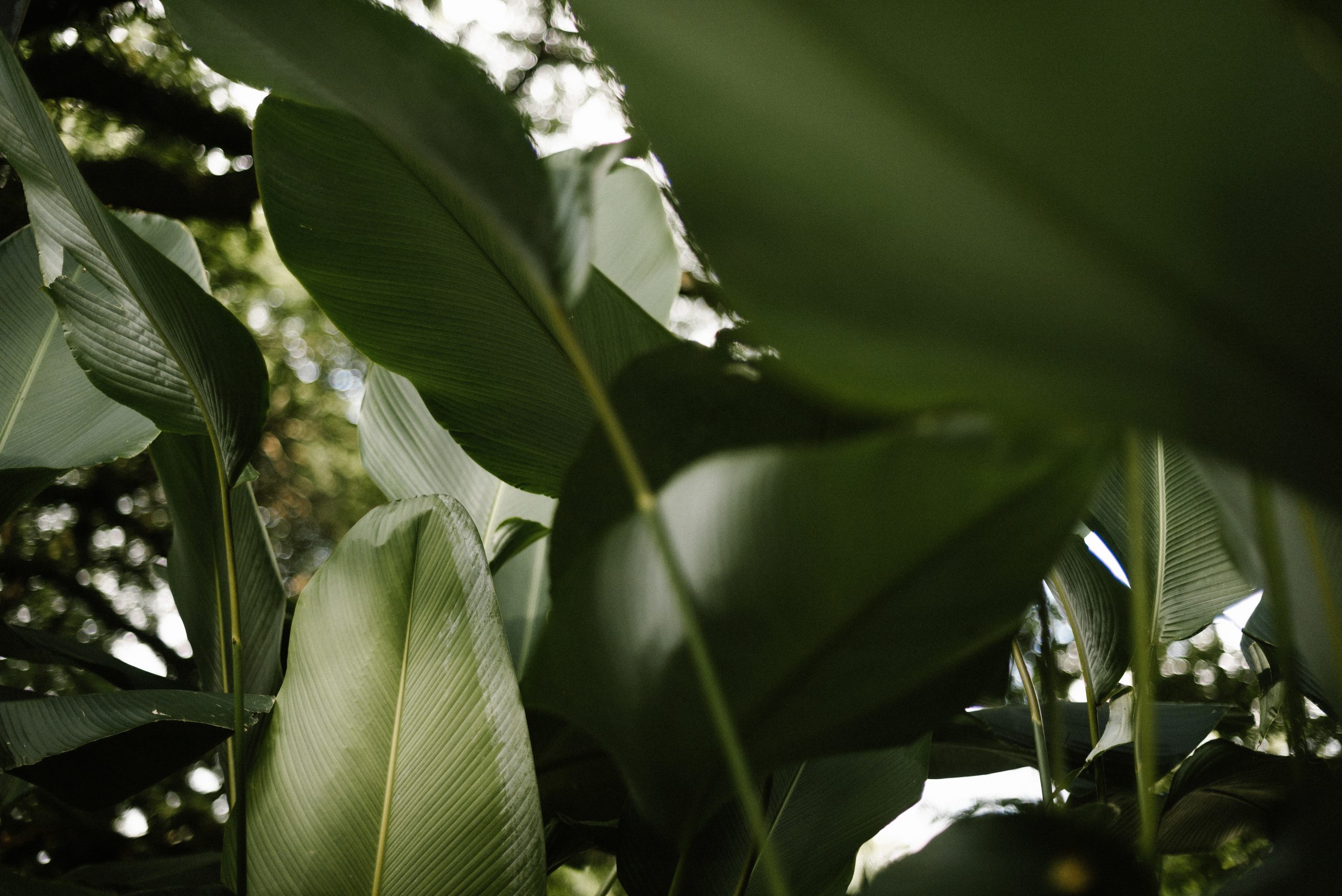 Traveling Man: Natural remedies you shouldn’t travel without